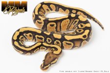 Fire DH Male 1-2w.jpg