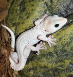Lucy Tokay Geckos2.jpg
