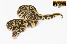 Pastel Leopard het Clown-1 copy.jpg