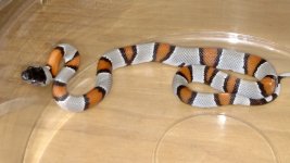 IMG_20170328_104050218.jpg