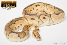 Firefly Clown Breeder Male-3.jpg