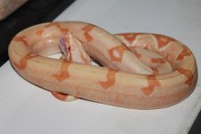 IMG_2893.jpg