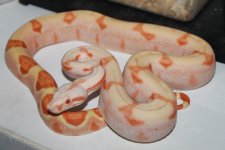 IMG_2919.jpg