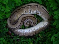 7-2013 Spider female #1 1000 gm $200.00.jpg