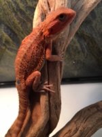 boy dragon.JPG