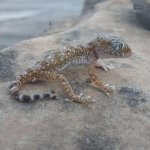 gecko.jpg