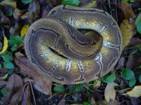 70-2014 Enchi Pin female #1 400 gm $250.00.jpg