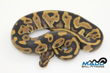 16Leopard100%HetClownF1-130g.jpg