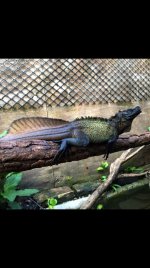 Indo giant adult male spike.jpg