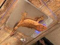 IMG_1362.JPG
