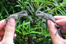 baby indo giant sailfin sale  2.jpg