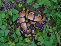 8-2016 het Pied male #1 80 gm $45.00.jpg