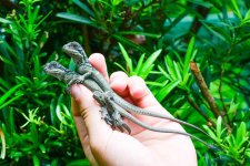 baby indo giant sailfin sale.jpg