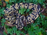 11-2014 Yellowbelly male #127 500 gm $125.00..jpg