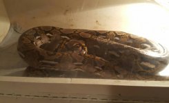 VZM.IMG_20170131_180402.jpg
