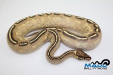 16FreewayF1-620g.jpg