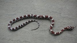 IMG_6324.jpg