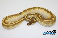 16EnchiLesserF1-430g.jpg