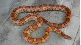 IMG_6323.jpg