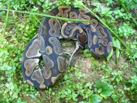 Adult male #75 900 gm $35.00.jpg