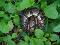 9-2016 het Pied male #2 80 gm $45.00.jpg
