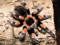 brachypelma-smithi-vogelspinne-01.jpg