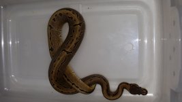 Pinstripe Male.jpg