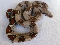 Female het VPI 006.jpg