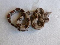 Female het VPI 004.jpg