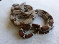 Female het VPI 005.jpg