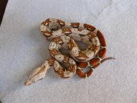 Female VPI 001.jpg