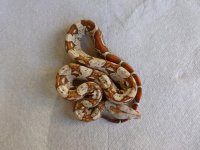 Female VPI 004.jpg