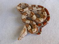 Female VPI 002.jpg