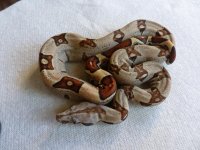 Female Jungle het VPI 004.jpg