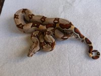 Female Jungle het VPI 001.jpg