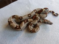 Female Jungle het VPI 002.jpg
