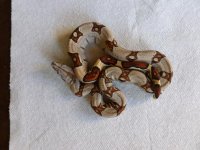 Female Jungle het VPI 003.jpg