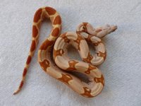 Male VPI Junglow 002.jpg
