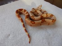 Male VPI Junglow 003.jpg