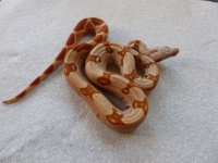 Male VPI Junglow 001.jpg