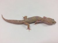 mack snow tremper albino.jpg