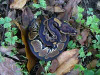 32-2016 het Red Axanthic male #1 80 gm $45.00.jpg