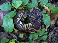 33-2016 het unnamed codom axanthic morph female #1 90 gm $50.00.jpg