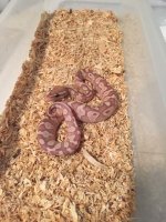 Banana Lesser.jpg