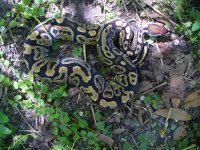 14-2014 unnamed dark morph female #2 possible yellowbelly 400 gm $100.00.jpg