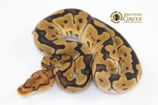 16ClownF12-100g.jpg