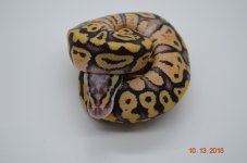 DSC_0097.jpg