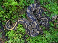 19-Proven breeder het Pied female #57 2500 gm $430.00.jpg