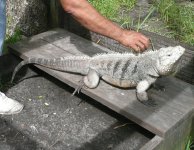Large Cayman Brac Male Iguana.jpg