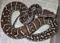 Female 1    161g.jpg